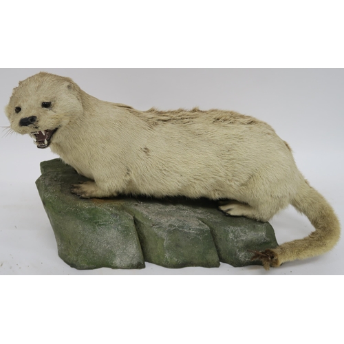 73 - A CASED TAXIDERMY OF AN OTTER MOUNTED BY CHARLES KIRK  GLASGOW