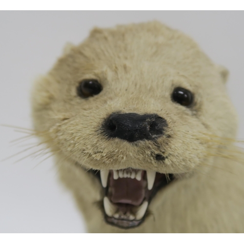 73 - A CASED TAXIDERMY OF AN OTTER MOUNTED BY CHARLES KIRK  GLASGOW