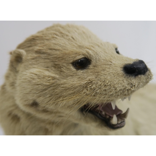 73 - A CASED TAXIDERMY OF AN OTTER MOUNTED BY CHARLES KIRK  GLASGOW