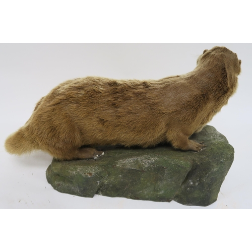 73 - A CASED TAXIDERMY OF AN OTTER MOUNTED BY CHARLES KIRK  GLASGOW