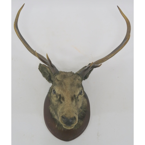 75 - A TAXIDERMY OF A STAGS HEAD WITH EIGHT POINTS MOUNTED ON SHIELD