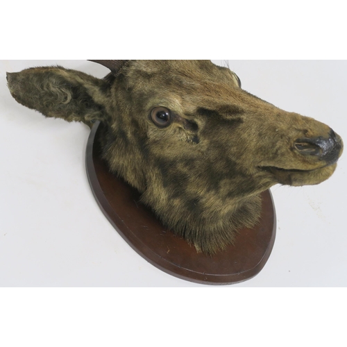 75 - A TAXIDERMY OF A STAGS HEAD WITH EIGHT POINTS MOUNTED ON SHIELD