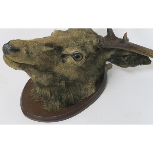 75 - A TAXIDERMY OF A STAGS HEAD WITH EIGHT POINTS MOUNTED ON SHIELD