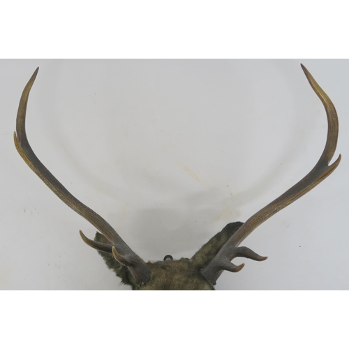 75 - A TAXIDERMY OF A STAGS HEAD WITH EIGHT POINTS MOUNTED ON SHIELD