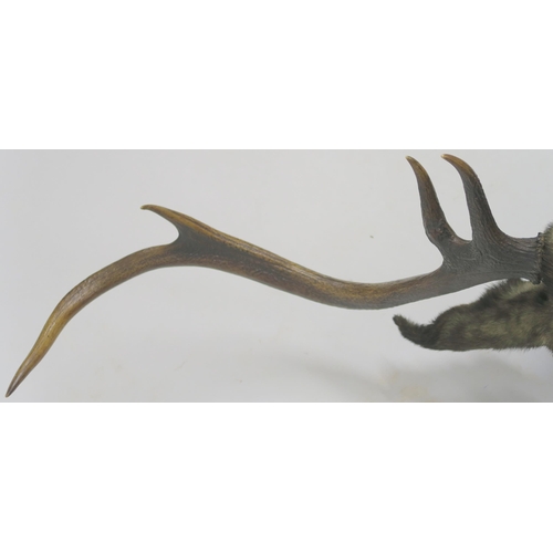 75 - A TAXIDERMY OF A STAGS HEAD WITH EIGHT POINTS MOUNTED ON SHIELD