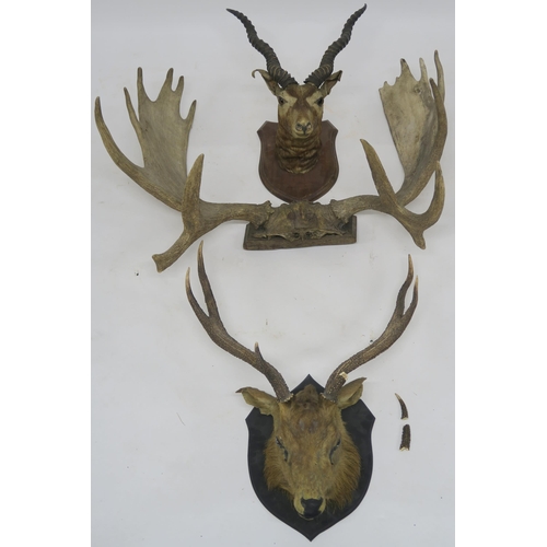 76 - A TAXIDERMY OF AN ANTELOPE HEAD MOUNTED ON SHIELD