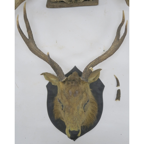 76 - A TAXIDERMY OF AN ANTELOPE HEAD MOUNTED ON SHIELD