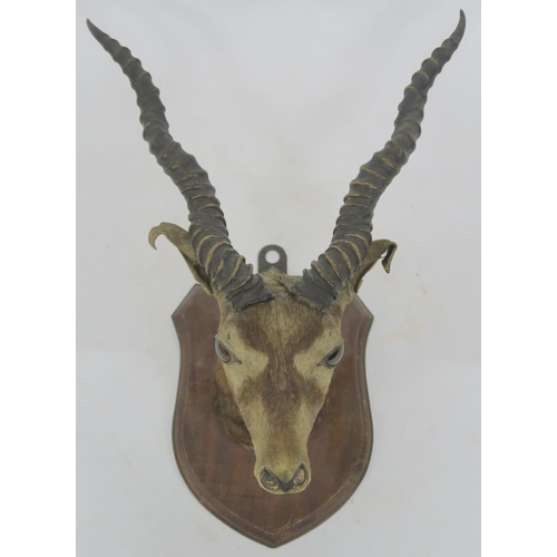 76 - A TAXIDERMY OF AN ANTELOPE HEAD MOUNTED ON SHIELD