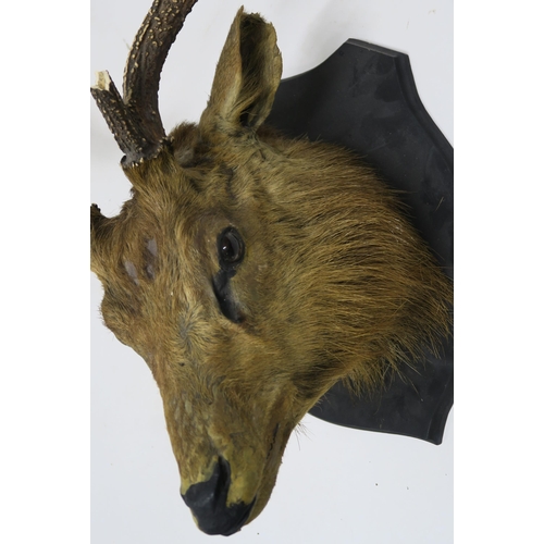 76 - A TAXIDERMY OF AN ANTELOPE HEAD MOUNTED ON SHIELD