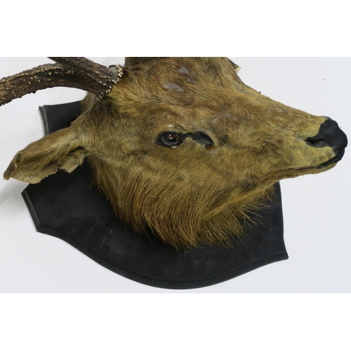 76 - A TAXIDERMY OF AN ANTELOPE HEAD MOUNTED ON SHIELD