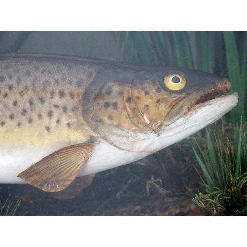 487 - A MID-20TH CENTURY TAXIDERMY DISPLAY OF TROUT