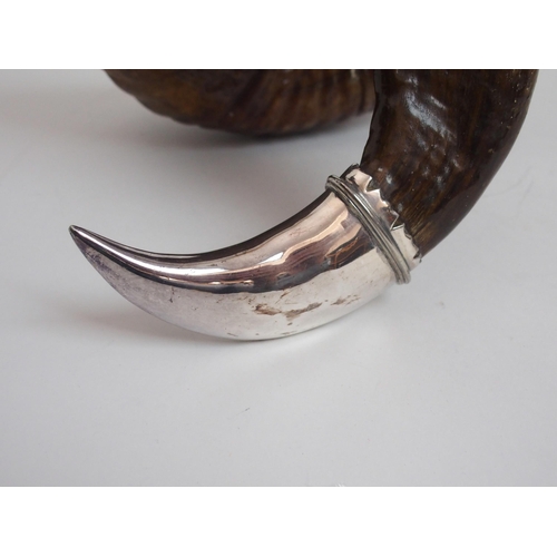 156 - A RAM'S HORN AND SILVER PLATE MOUNTED CENTREPIECE SNUFF MULL