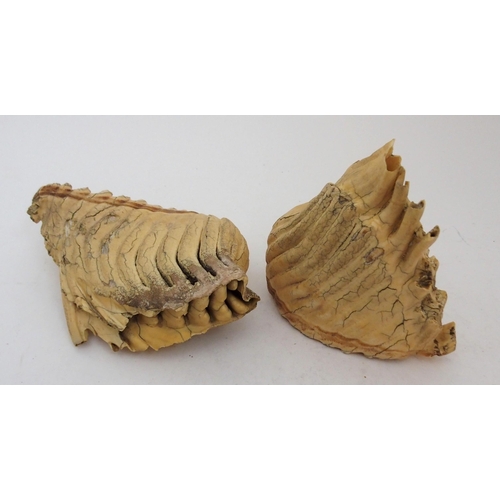 236 - TWO SECTIONS OF MAMMOTH TEETH