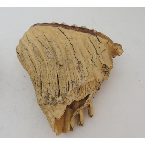 236 - TWO SECTIONS OF MAMMOTH TEETH