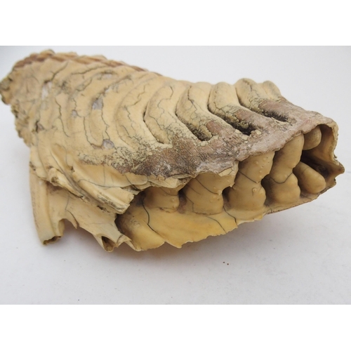 236 - TWO SECTIONS OF MAMMOTH TEETH