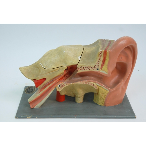 344 - AN ADAM ROUILLY & CO ANATOMICAL MODEL OF AN EAR