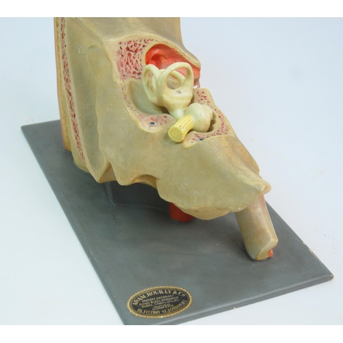 344 - AN ADAM ROUILLY & CO ANATOMICAL MODEL OF AN EAR