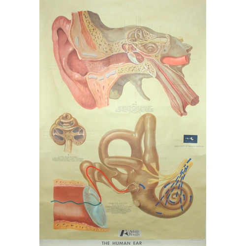 344 - AN ADAM ROUILLY & CO ANATOMICAL MODEL OF AN EAR