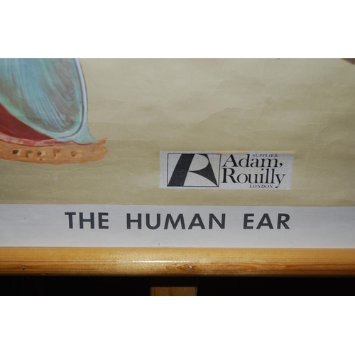 344 - AN ADAM ROUILLY & CO ANATOMICAL MODEL OF AN EAR