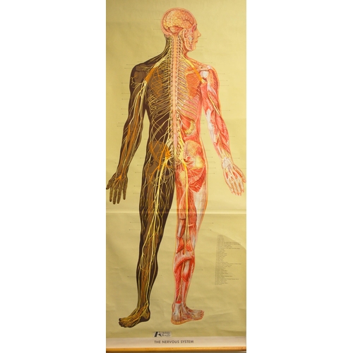 345 - FOUR 20TH CENTURY ADAM ROUILLY ANATOMICAL POSTERS