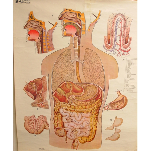 345 - FOUR 20TH CENTURY ADAM ROUILLY ANATOMICAL POSTERS