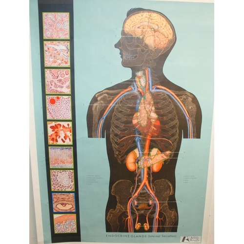 345 - FOUR 20TH CENTURY ADAM ROUILLY ANATOMICAL POSTERS