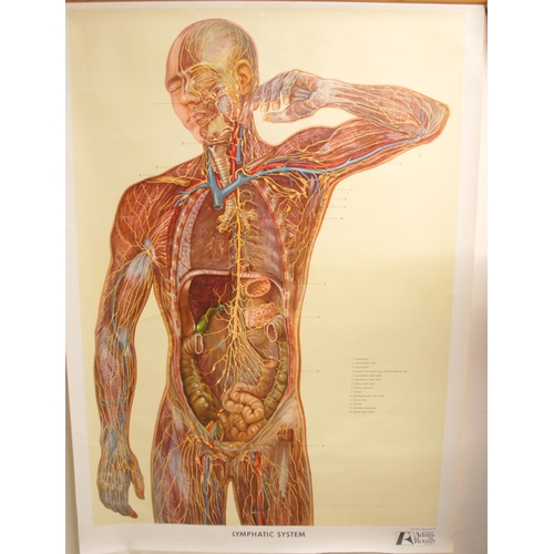 345 - FOUR 20TH CENTURY ADAM ROUILLY ANATOMICAL POSTERS