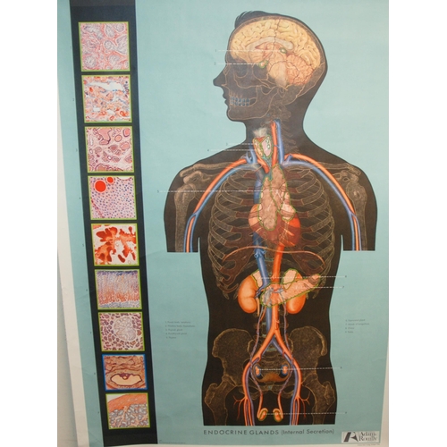 345 - FOUR 20TH CENTURY ADAM ROUILLY ANATOMICAL POSTERS