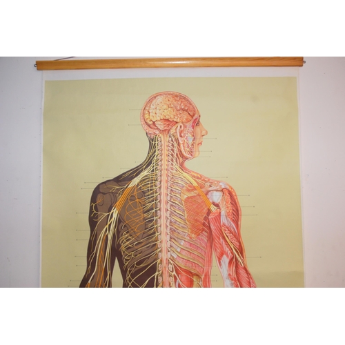 345 - FOUR 20TH CENTURY ADAM ROUILLY ANATOMICAL POSTERS