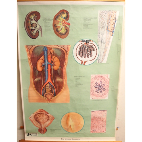 346 - THREE 20TH CENTURY ADAM ROUILLY ANATOMICAL POSTERS