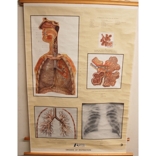 346 - THREE 20TH CENTURY ADAM ROUILLY ANATOMICAL POSTERS