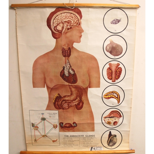 346 - THREE 20TH CENTURY ADAM ROUILLY ANATOMICAL POSTERS