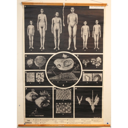 347 - THREE 20TH CENTURY ANATOMICAL POSTERS