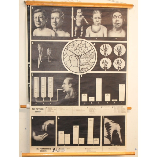 347 - THREE 20TH CENTURY ANATOMICAL POSTERS