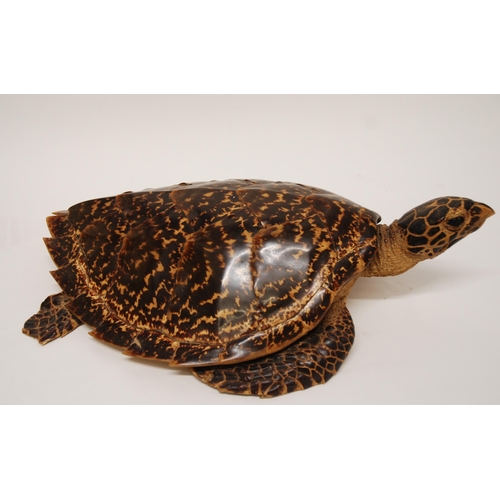 370 - A STUFFED AND MOUNTED TAXIDERMY MODEL OF A HAWKSBILL TURLTLE