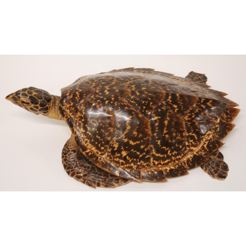 370 - A STUFFED AND MOUNTED TAXIDERMY MODEL OF A HAWKSBILL TURLTLE