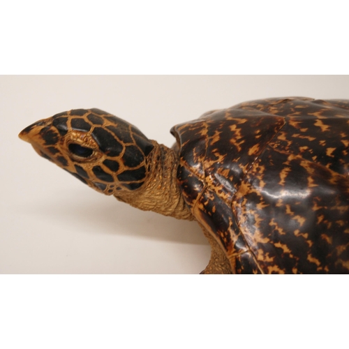 370 - A STUFFED AND MOUNTED TAXIDERMY MODEL OF A HAWKSBILL TURLTLE