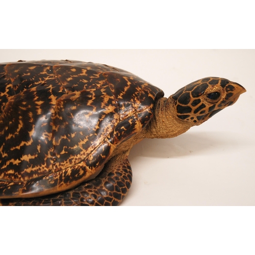 370 - A STUFFED AND MOUNTED TAXIDERMY MODEL OF A HAWKSBILL TURLTLE