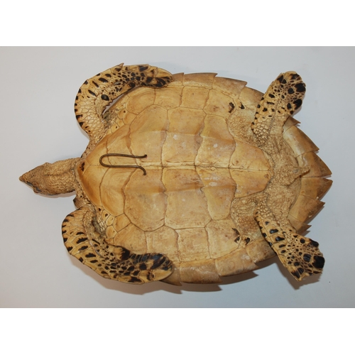 370 - A STUFFED AND MOUNTED TAXIDERMY MODEL OF A HAWKSBILL TURLTLE