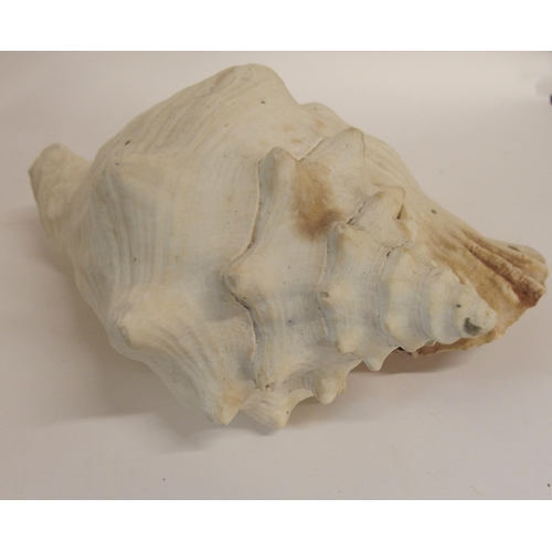 102A - A CONCH SEASHELL