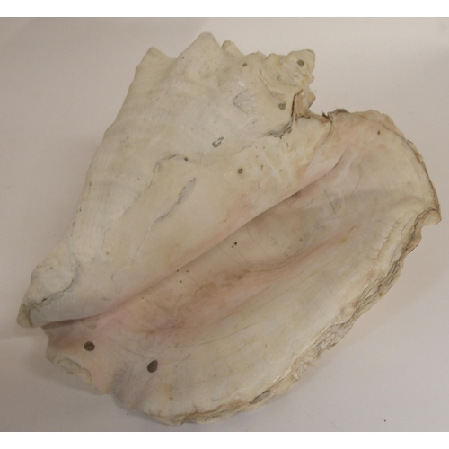 102A - A CONCH SEASHELL