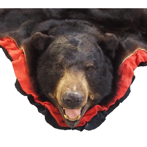 251 - A large black bear (Ursus Americanus) rug