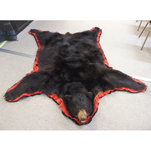 251 - A large black bear (Ursus Americanus) rug