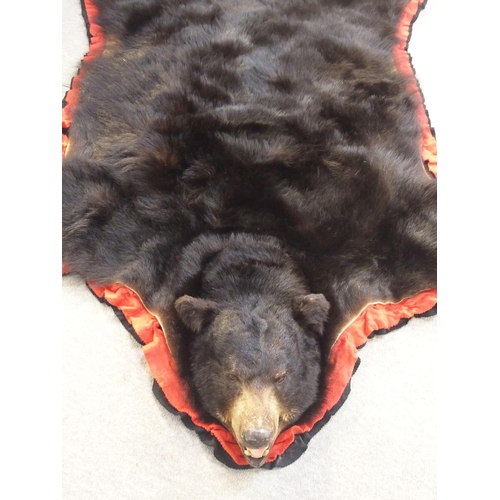 251 - A large black bear (Ursus Americanus) rug