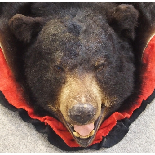 251 - A large black bear (Ursus Americanus) rug