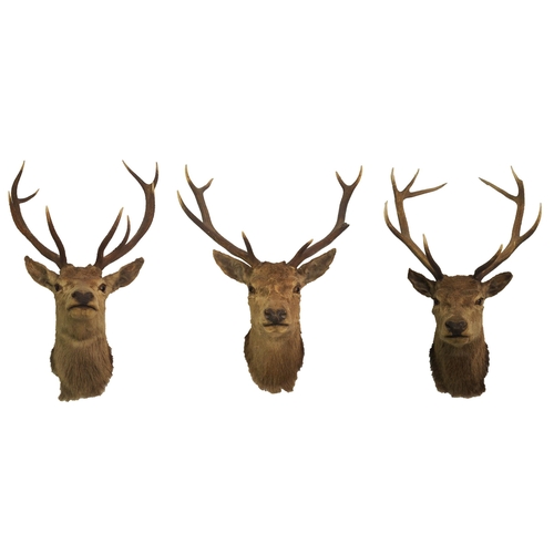 811 - Three taxidermy trophy stag heads