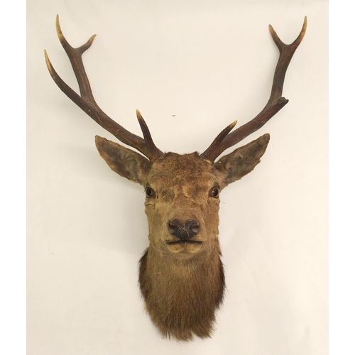 811 - Three taxidermy trophy stag heads