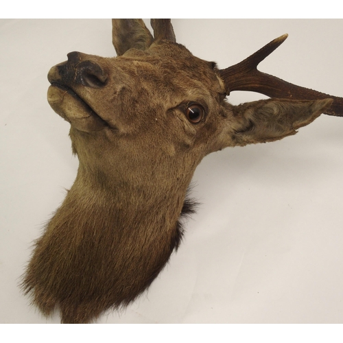 811 - Three taxidermy trophy stag heads