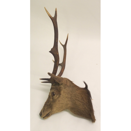 811 - Three taxidermy trophy stag heads