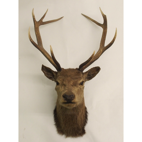 811 - Three taxidermy trophy stag heads